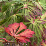 Acer japonicum Aconitifolium