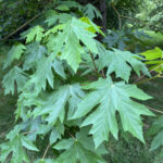 Acer macrophyllum