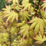 Acer palmatum Orange Dream