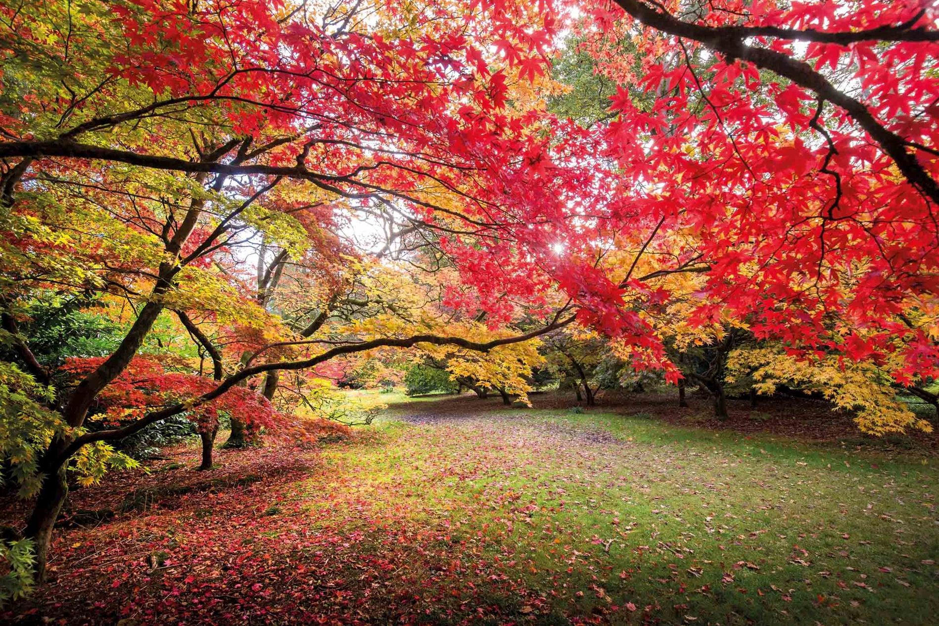 Westonbirt Arboretum in autumn colour