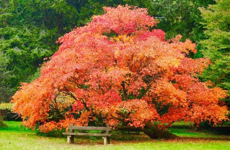 Westonbirt Arboretum in autumn colour